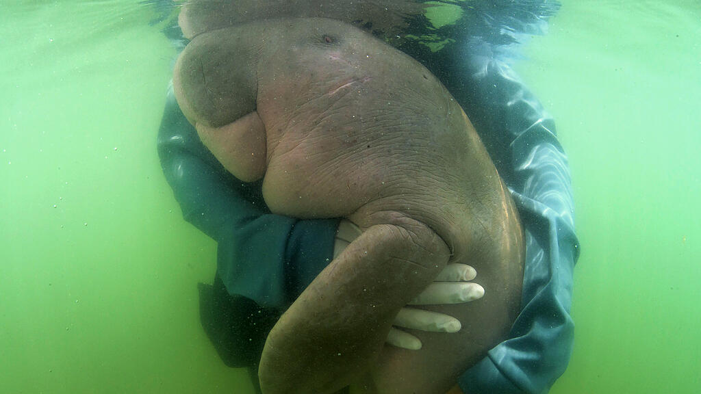 Dugong, Seekuh, Thailand, Mariam