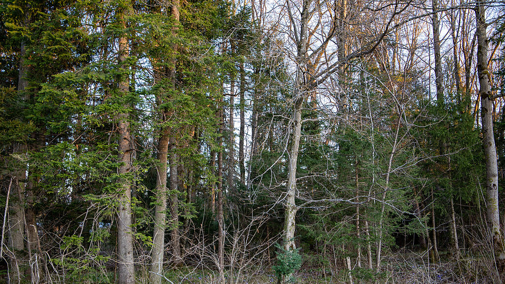 symb_Wald_Salzburg