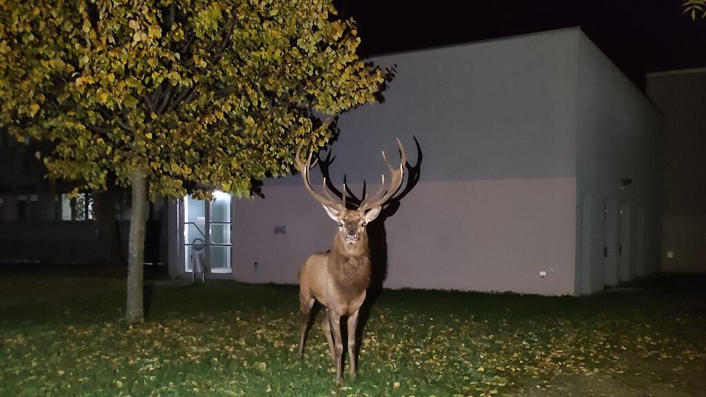 Hirschjagd