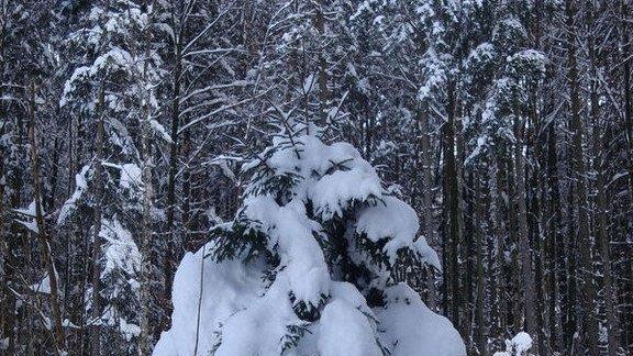 Winteridylle in Ebenau