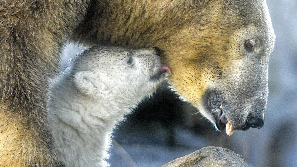 Eisbär, Wien, Schönnbrunn