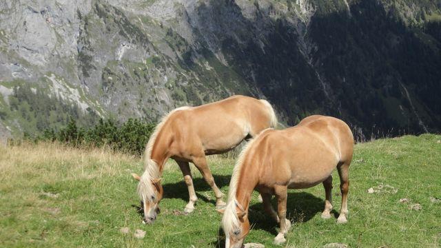 Wandern im Pongau