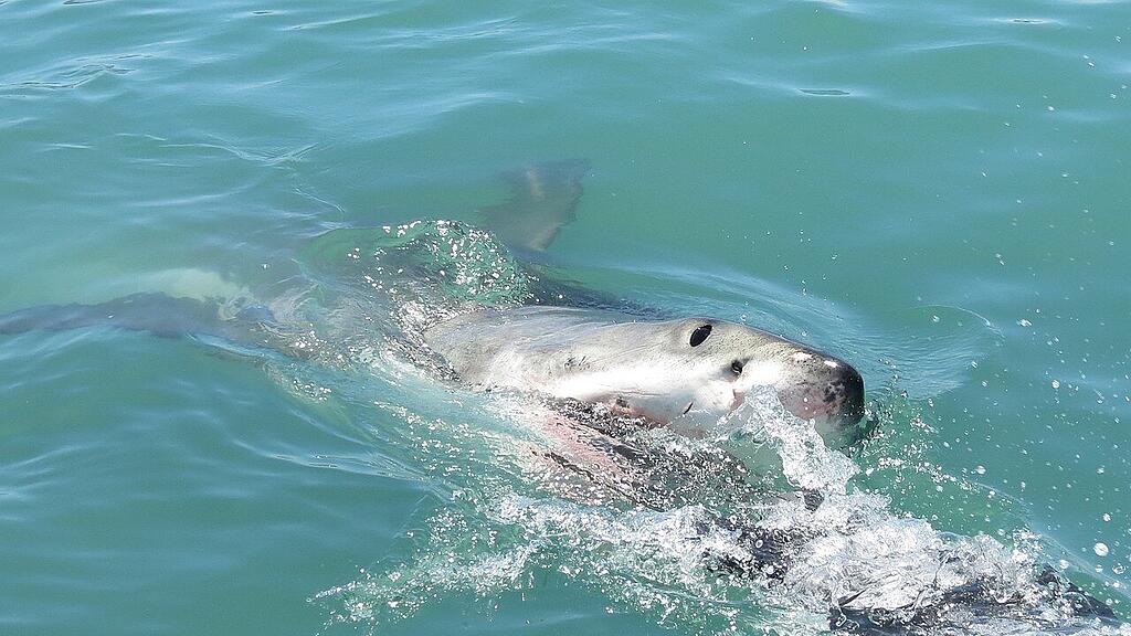 great-wthite-shark-534838_1280.jpg