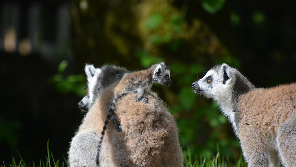 Kattas, Zoo Salzburg