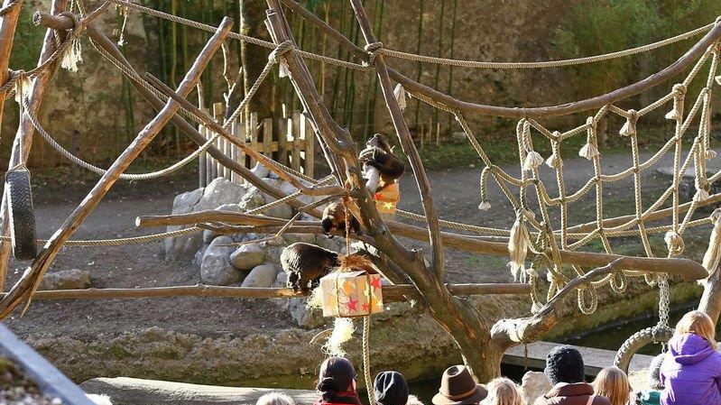Warten aufs Christkind im Zoo, II