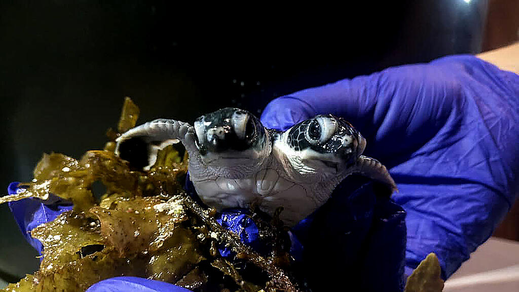 Schildkröte mit zwei Köpfen, Malaysia