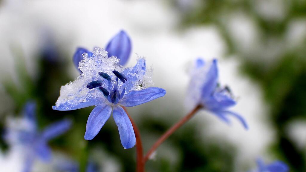 Das Schöne am Winter ist, dass wir uns danach für dem Frühling besser freuen.
