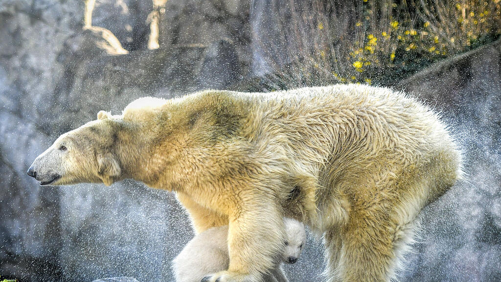 Eisbären-Baby Schönbrunn