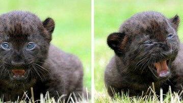 Die besten Tierbilder der Woche