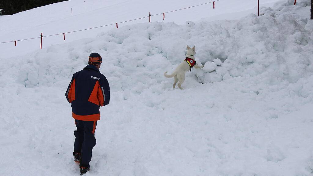 Lawinenhunde Bergrettung Training