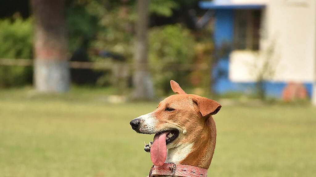Hund, Indien
