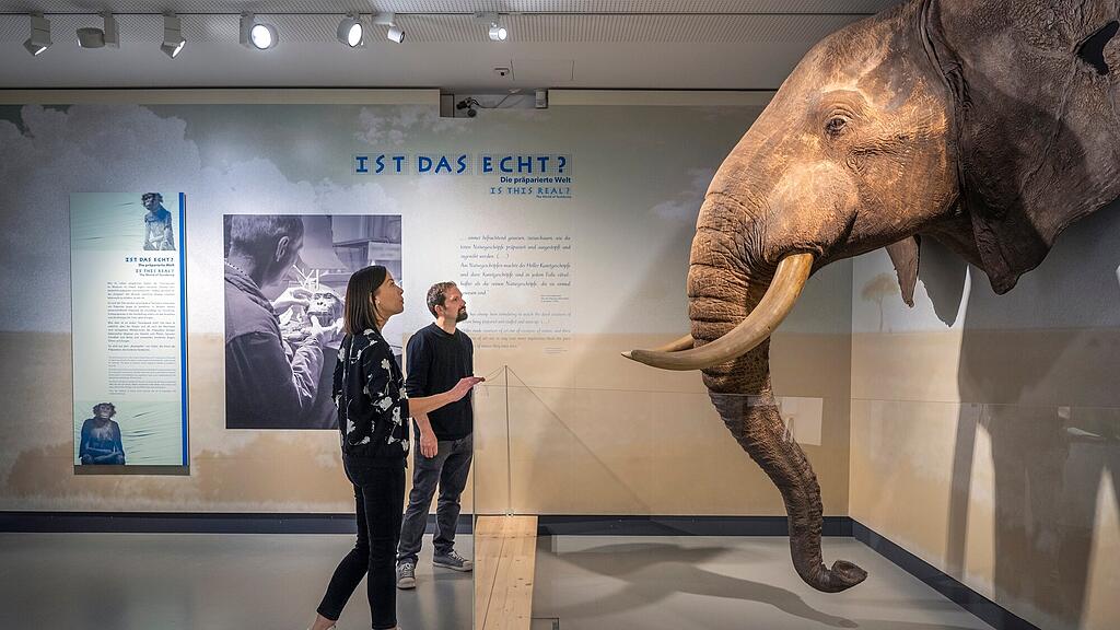 Ausstellung "Ist das echt?" Haus der Natur