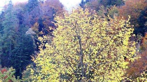 Goldener Herbst am Wolfgangsee