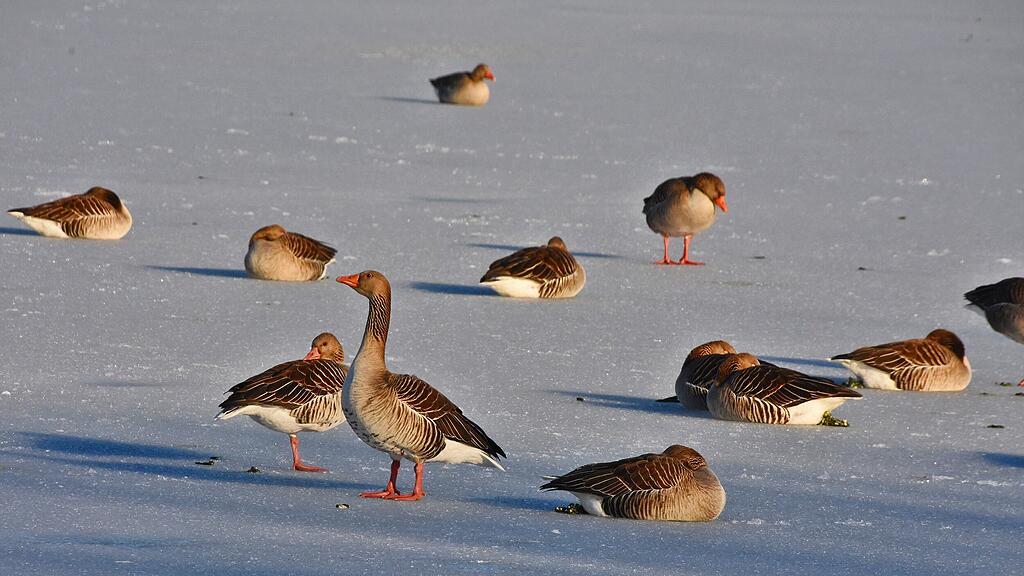ENTEN
