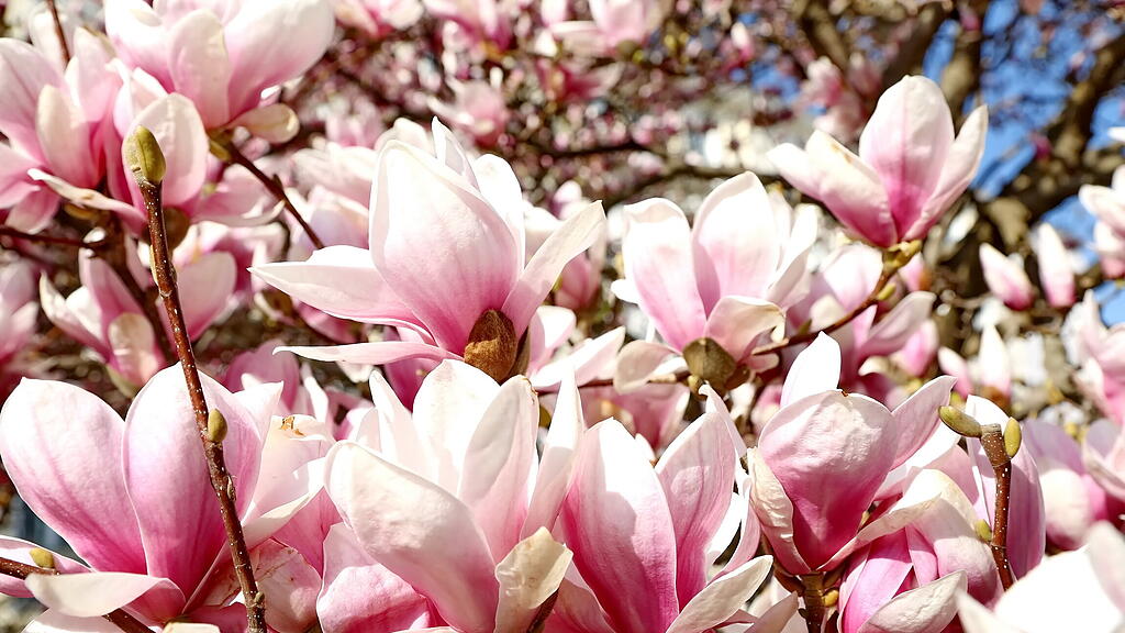 Blühende Magnolien in Salzburg