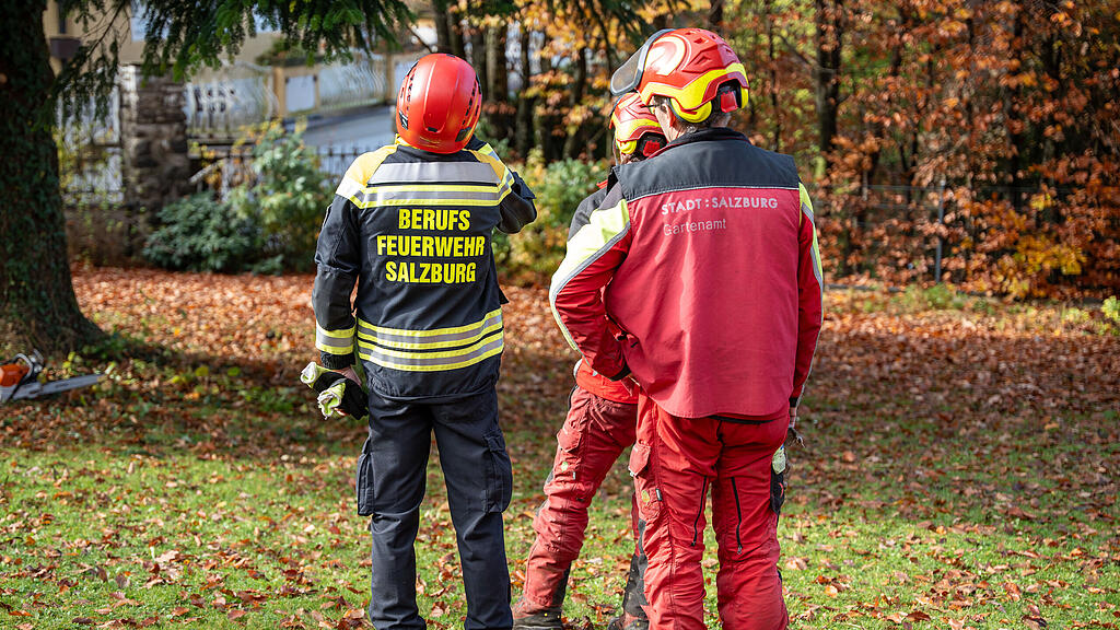 Christbaumernte in St. Jakob am Thurn