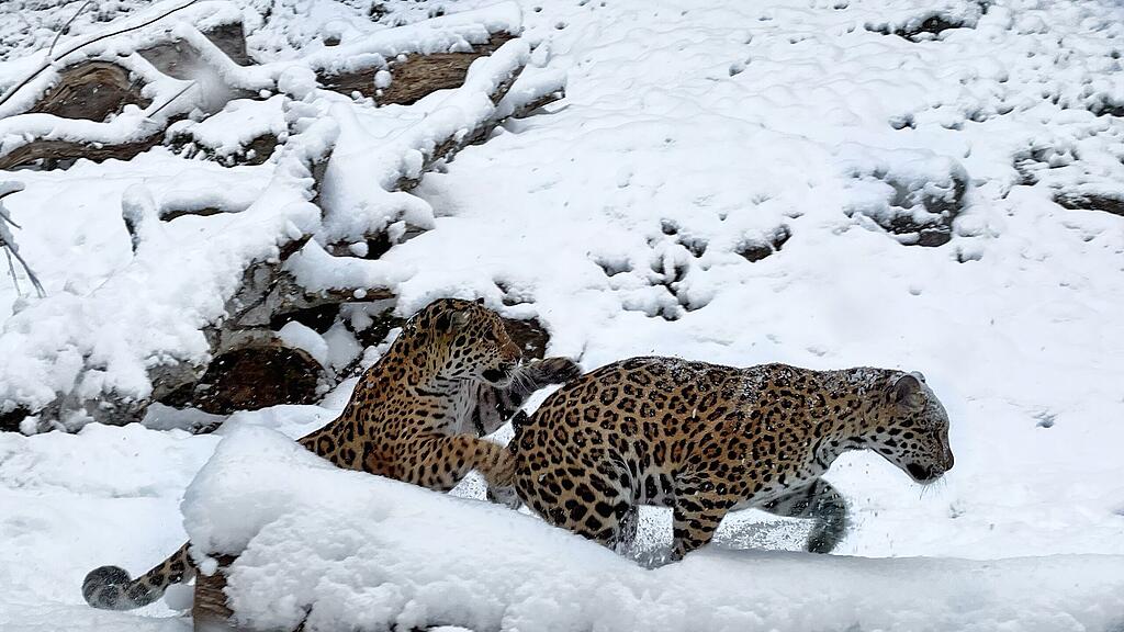 Zootiere Salzburg Winter