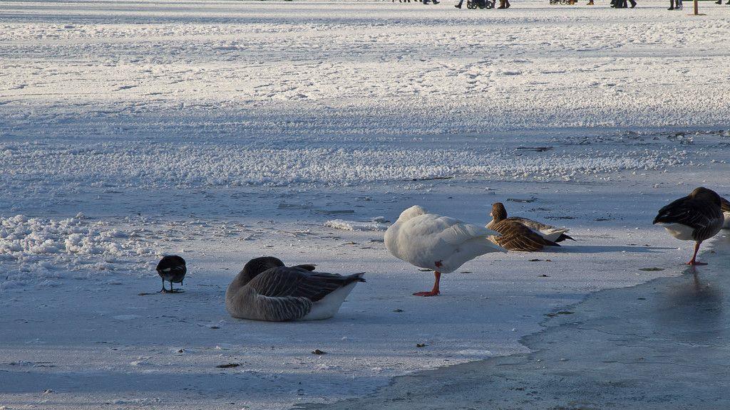 Eislaufen am Lepi-Weiher