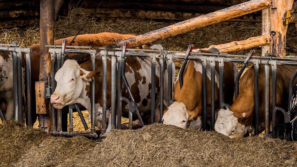 Der Landwirt war offenbar mit der Kuhhaltung überfordert. (Themenbild)