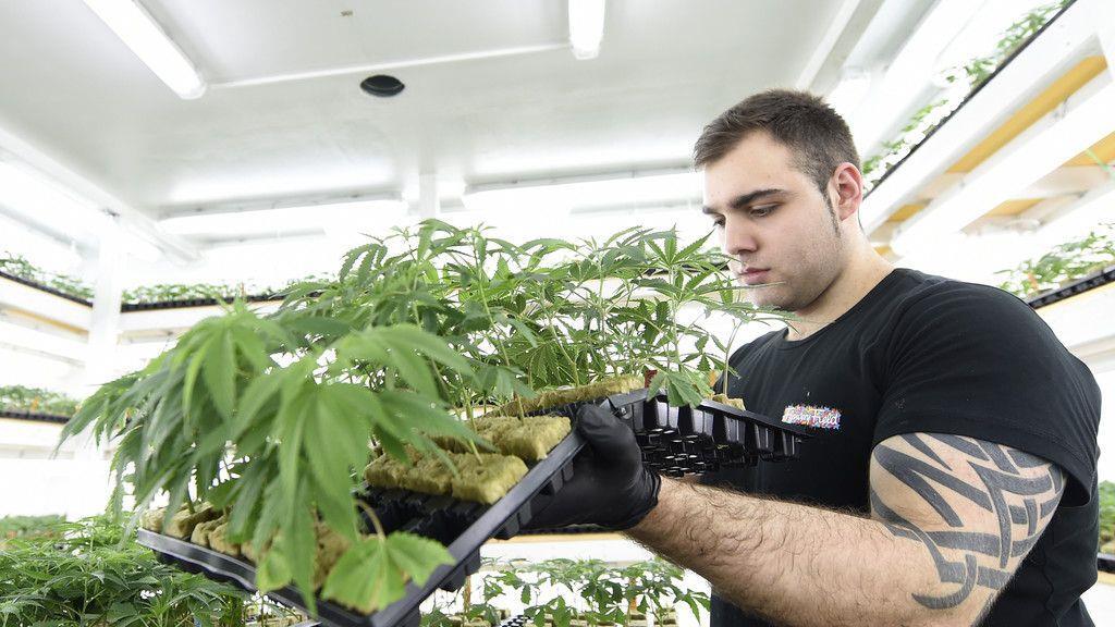 Cannabisaufzucht in Brunn am Gebrige