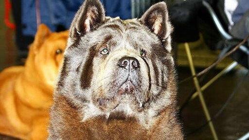 Festival der Hunde
