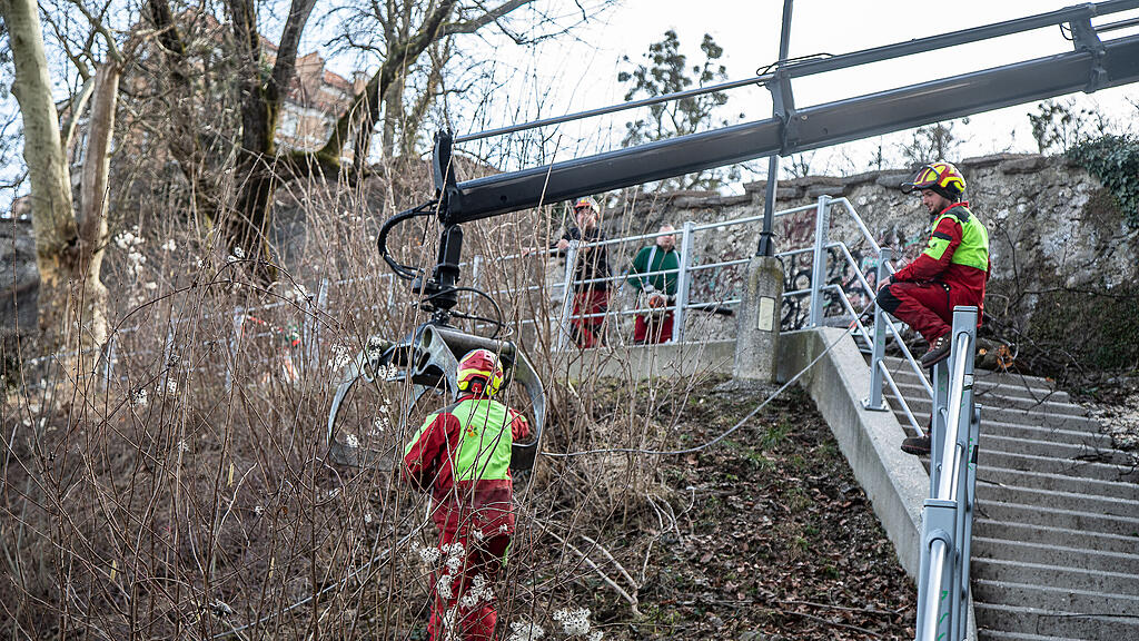 Ahorn-Baum bei Kirche M\u00fclln gef\u00e4llt
