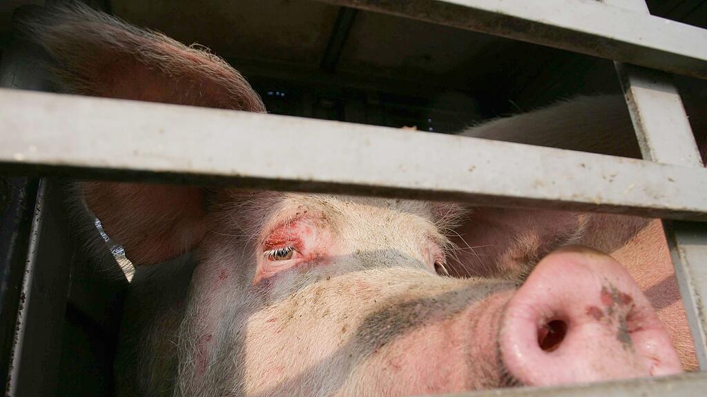 symb_schweinetransporter