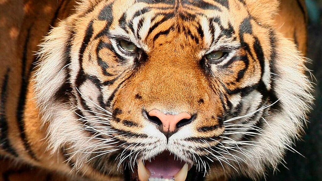 Höchstens 400 Sumatra-Tiger leben in freier Wildbahn (Archivbild)