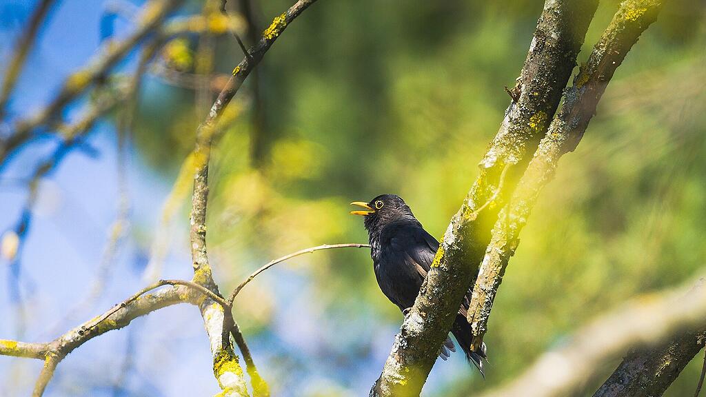 symb_amsel symb_vogel