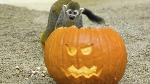 Dass sie sich vor dem Kürbis nicht gruseln brauchten, bemerkten die Totenkopfaffen sehr schnell.