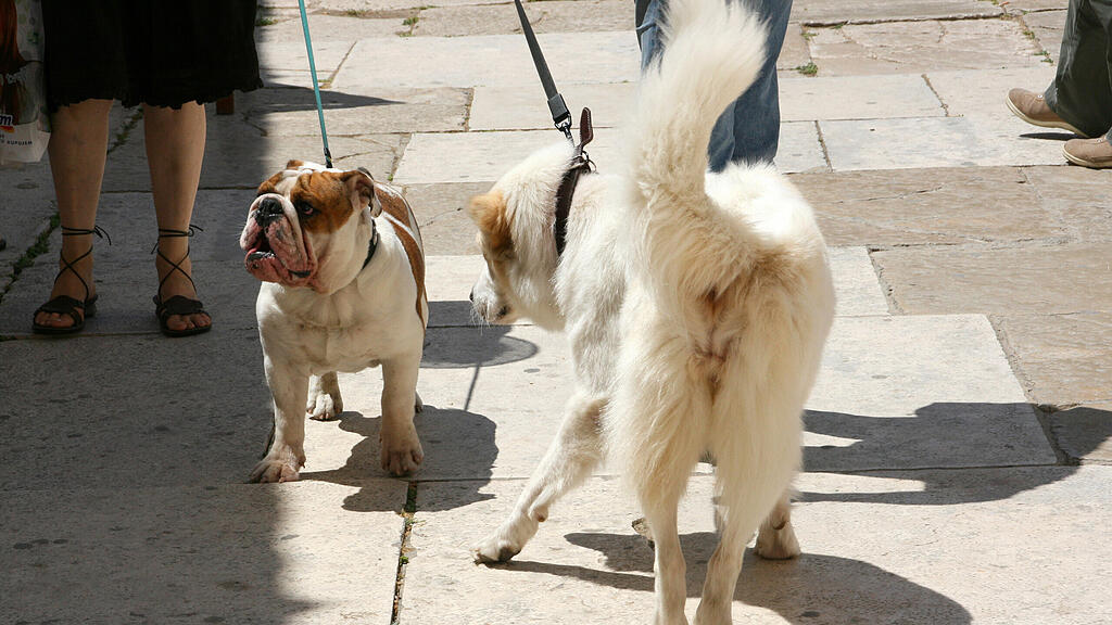 Die beiden Hunde konnten sich ganz offensichtlich nicht riechen.