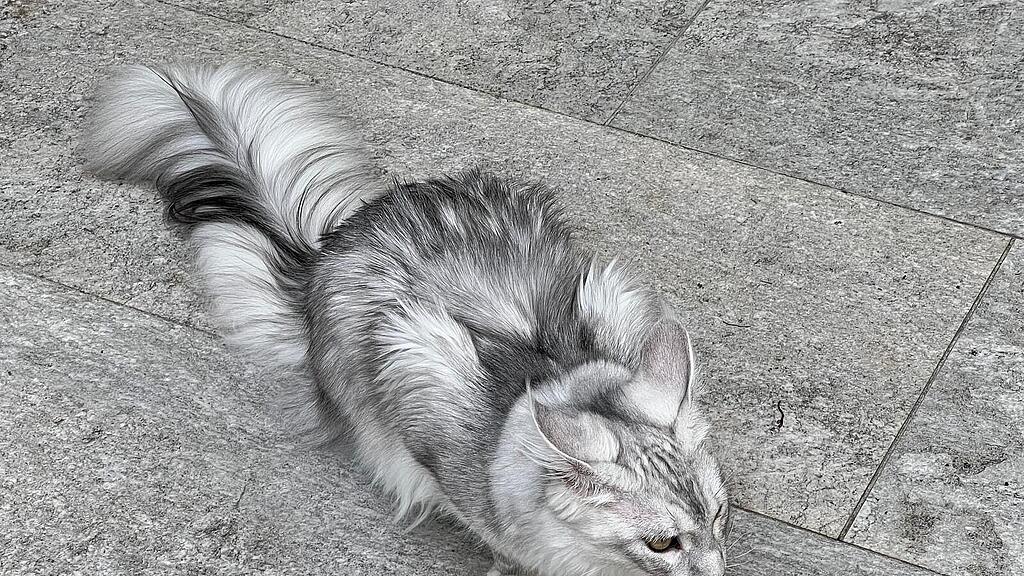 Vermisste Katze Cooper Puch