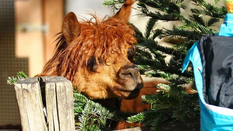 Warten aufs Christkind im Zoo, II