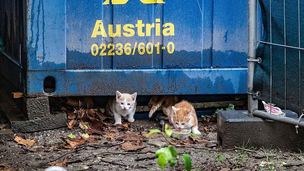 Katzenbabys auf der Parcelsus-Baustelle
