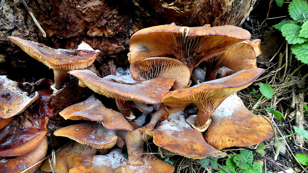 Pilze
