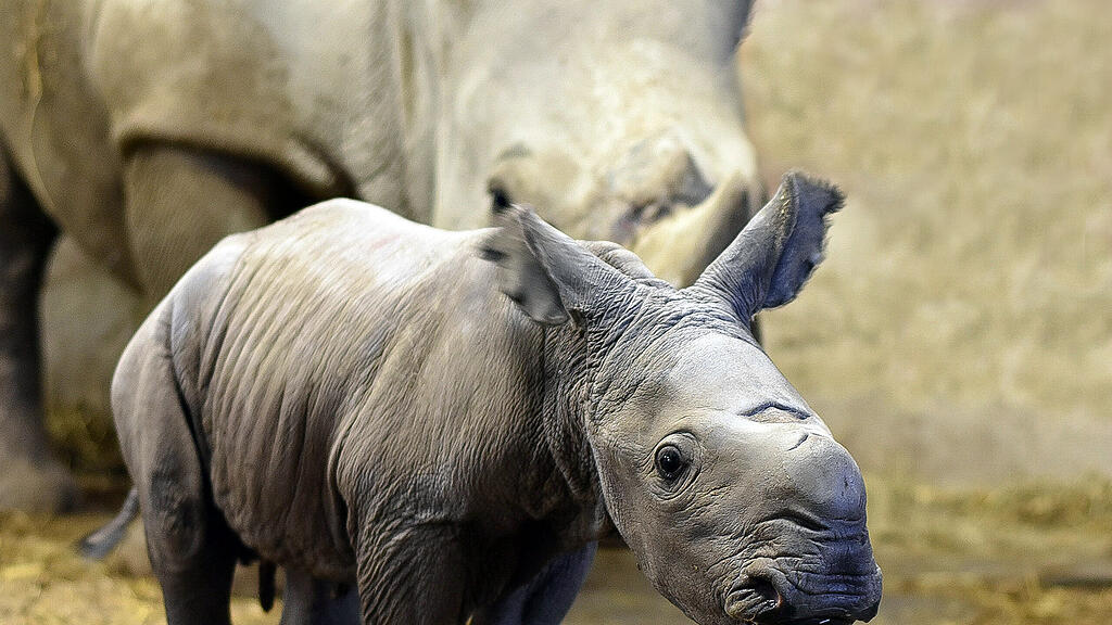 Nashornbaby, Zoo Schmiding