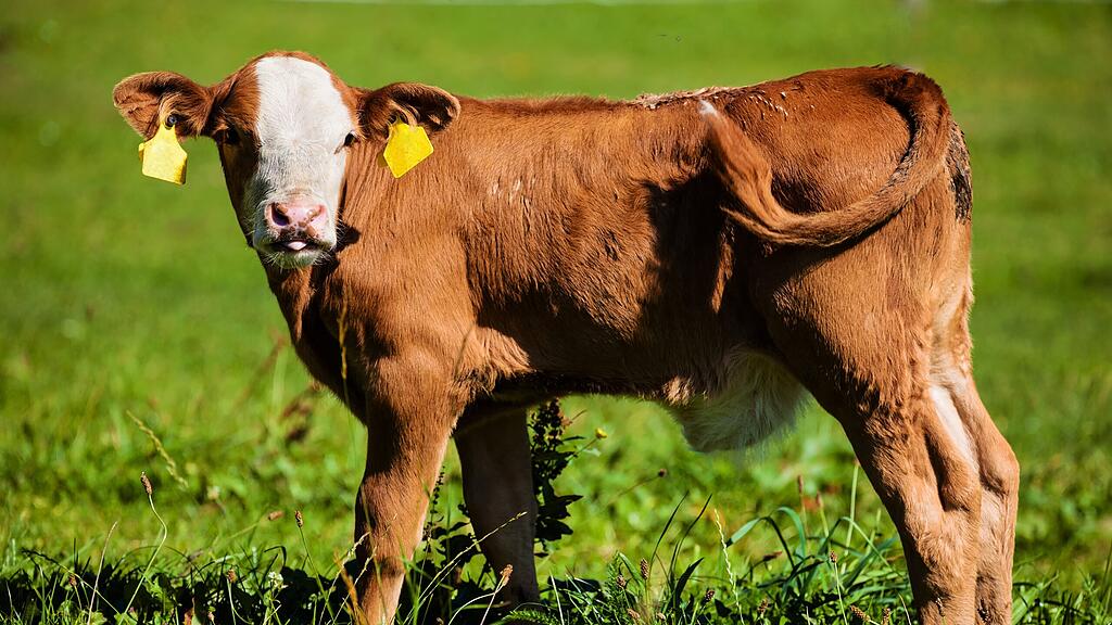 Ein Kalb wurde von einem Tierquäler in Bischofswiesen misshandelt. (Symbolbild)