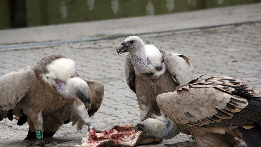 Gänsegeier in Salzburg