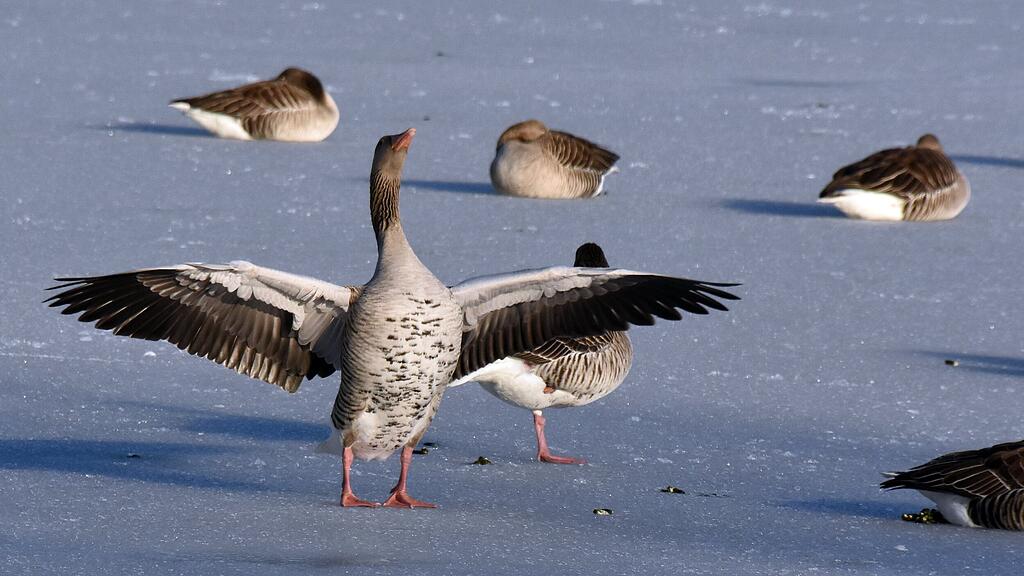 ENTEN