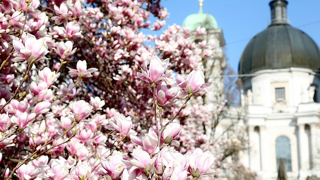 Blühende Magnolien in Salzburg