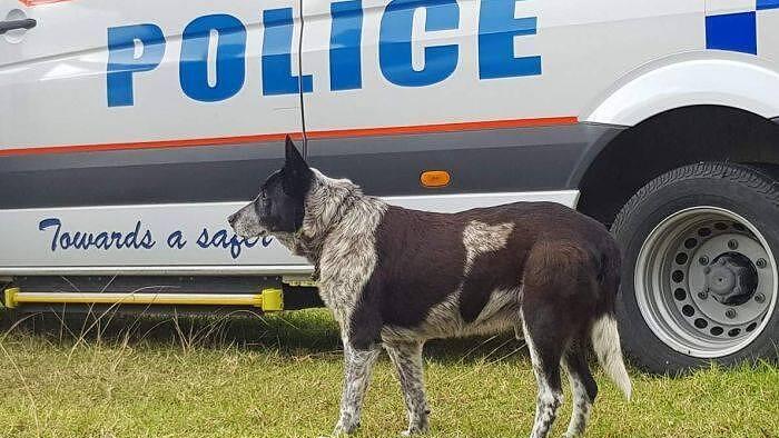 Die Polizei belobigte den Hund für seinen tapferen Einsatz.