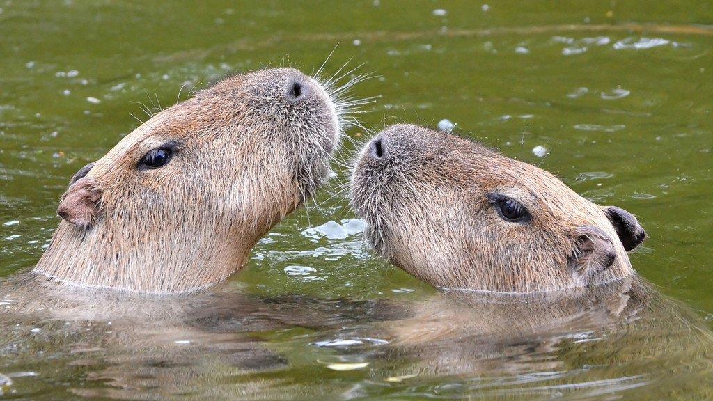 Badespaß im Tiergarten Schönbrunn