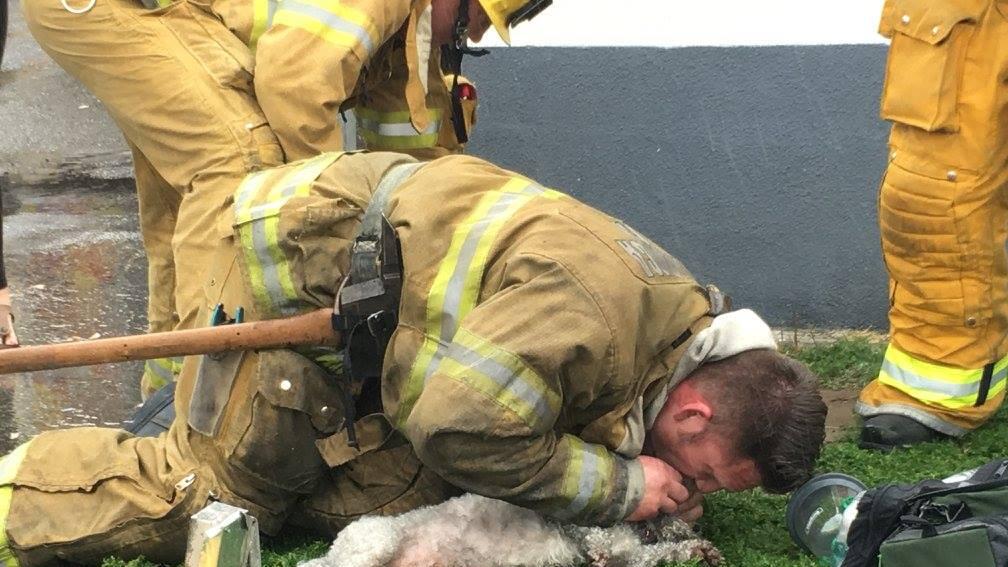 Der Feuerwehrmann rettete das Leben des kleinen Hundes.