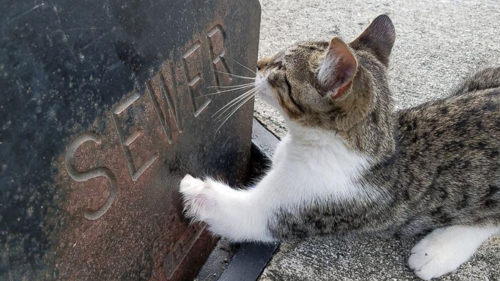 Die kleine Katze steckte in einem Kanalgitter fest.