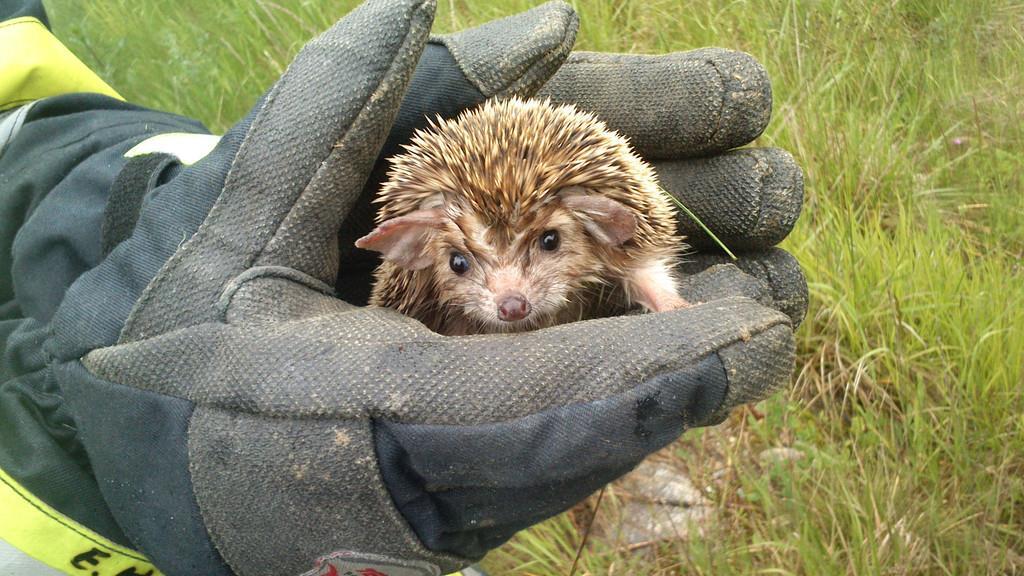 1.500 Tiere an Bord