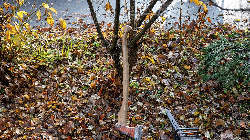 Christbaumernte in St. Jakob am Thurn