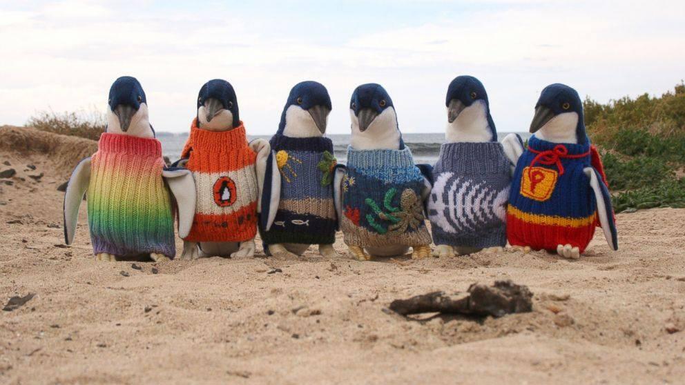 Die Pullover schützen Pinguine vor Öl.