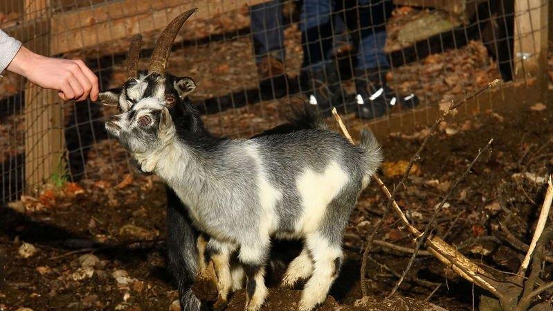 Weihnachten im Zoo