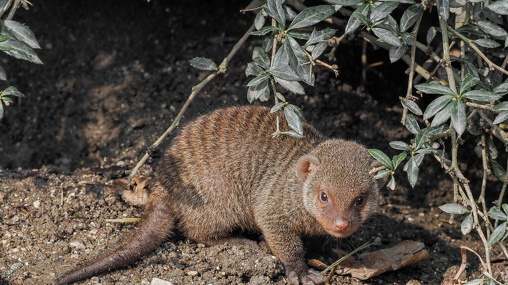 Zebramanguste_Jungtier_c_ZooSBG_Angelika Köppl  (1).jpg