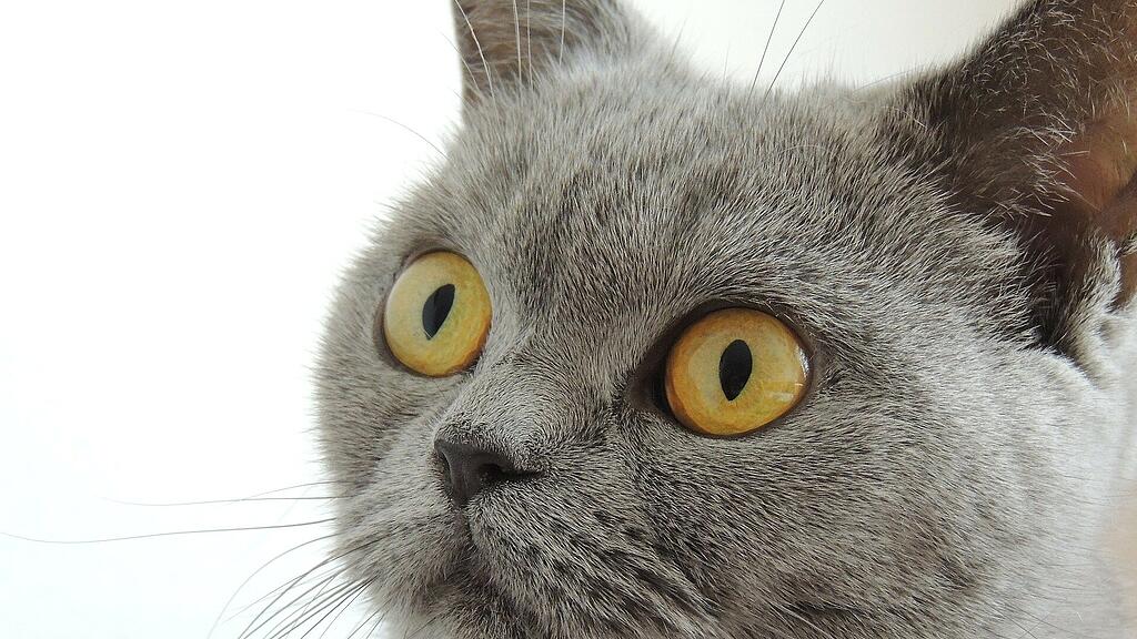 symb_brittische-kurzhaarkatze symb_katze